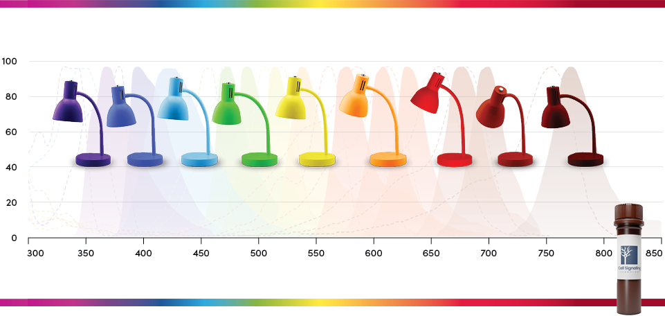 SignalFlex™ Antibody Conjugates