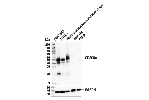 Western Blotting Image 1: CD300a Antibody