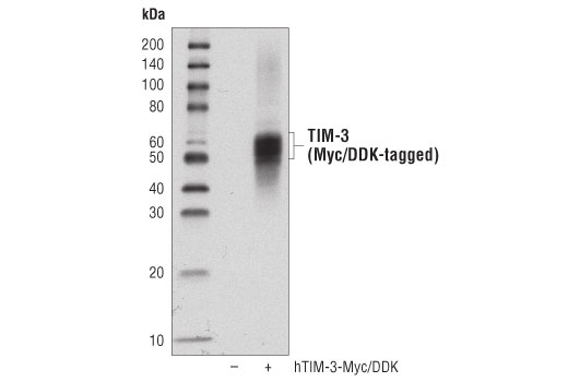 Western Blotting Image 3: TIM-3 (D5D5R) Rabbit Monoclonal Antibody
