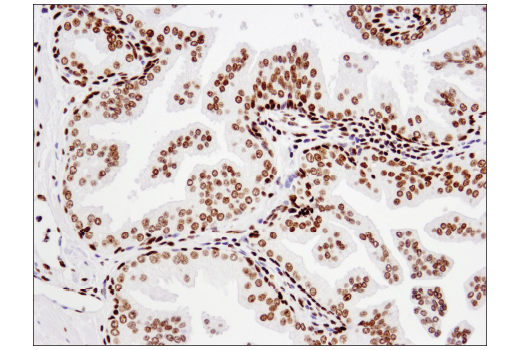 Immunohistochemistry Image 4: Acetyl-Histone H2B (Lys20) (D7O9W) Rabbit Monoclonal Antibody