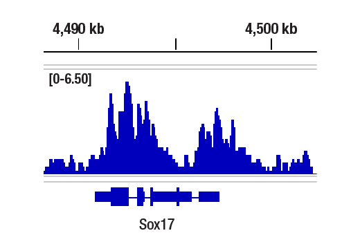 Chromatin Immunoprecipitation Image 1: Ubiquityl-Histone H2A.Z (Lys120) (E6G7X) Rabbit Monoclonal Antibody