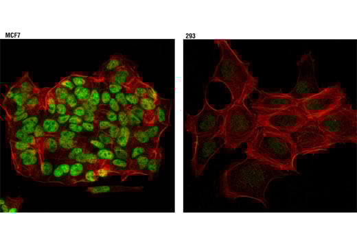 Immunofluorescence Image 1: SRC-3 (D1F11) Rabbit Monoclonal Antibody