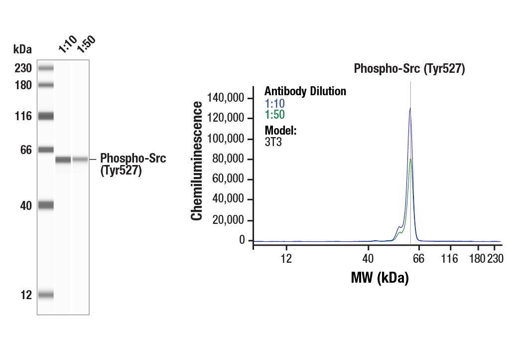 undefined Image 4: Src Antibody Sampler Kit