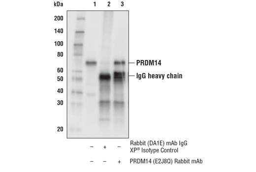 Immunoprecipitation Image 1: PRDM14 (E2J8Q) Rabbit Monoclonal Antibody