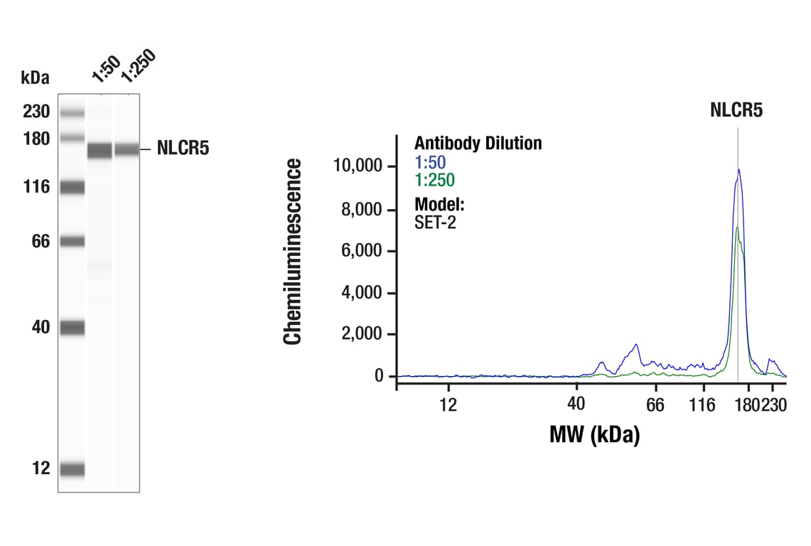 Western Blotting Image 1: NLRC5 (E1E9Y) Rabbit Monoclonal Antibody