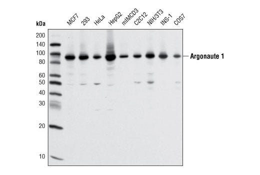 undefined Image 3: RNAi Machinery Antibody Sampler Kit