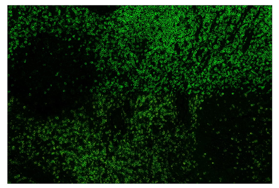 Immunohistochemistry Image 2: CD3 epsilon (D7A6E<sup>™</sup>) & CO-0001-750 SignalStar<sup>™</sup> Oligo-Antibody Pair