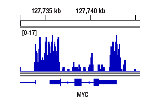 CUT & RUN Image 1: Cyclin T1 (D1B6G) Rabbit Monoclonal Antibody