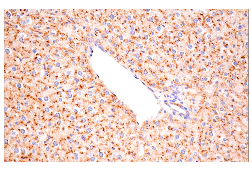 undefined Image 8: PICALM Signaling Antibody Sampler Kit