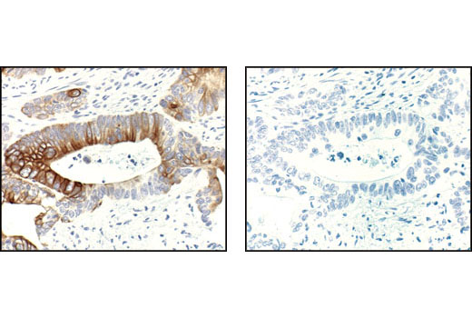 Immunohistochemistry Image 3: Phospho-mTOR (Ser2448) (49F9) Rabbit mAb (BSA and Azide Free)