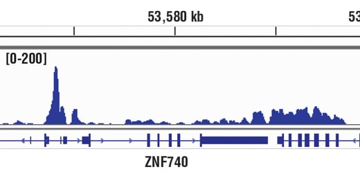 Chromatin Immunoprecipitation Image 1: Rpb1 NTD (D8L4Y) Rabbit Monoclonal Antibody