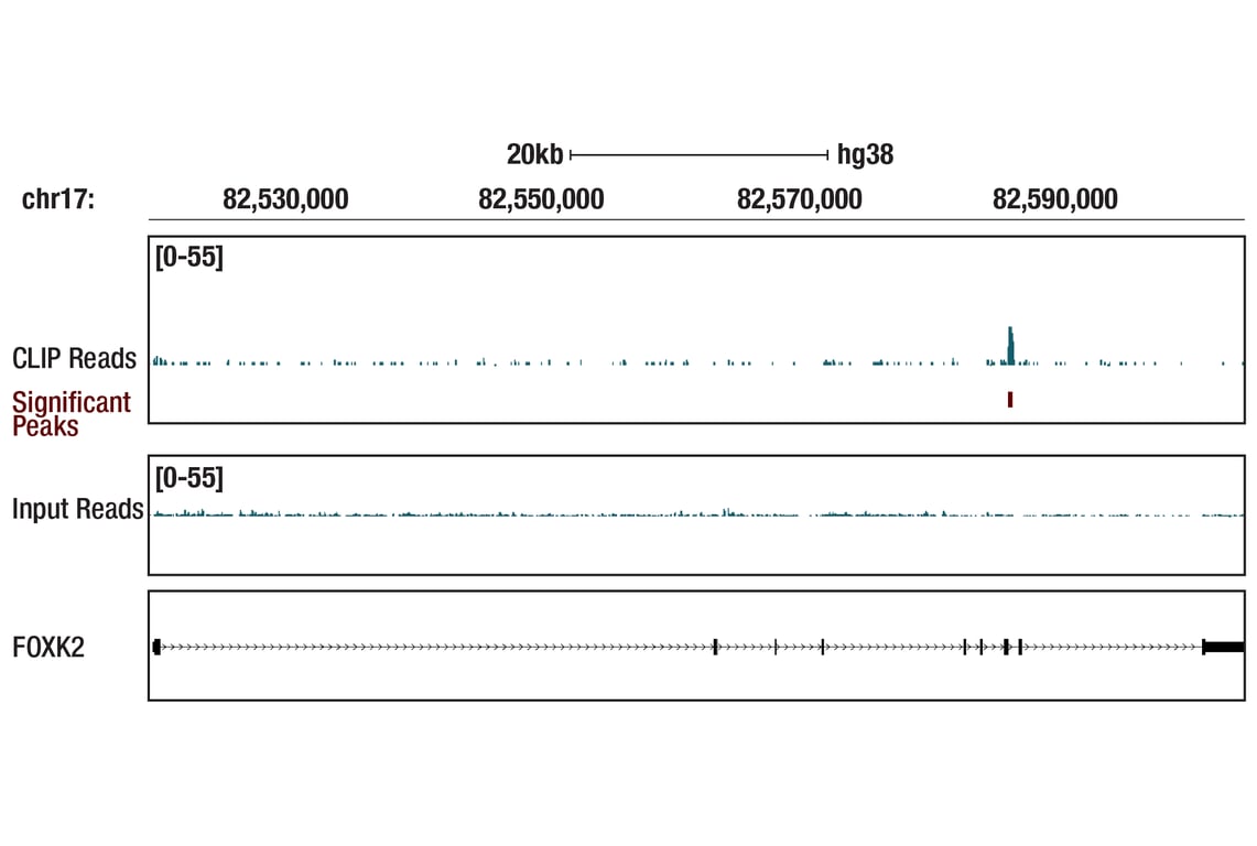 eCLIP Image 1: LARS (D2N4M) Rabbit Monoclonal Antibody