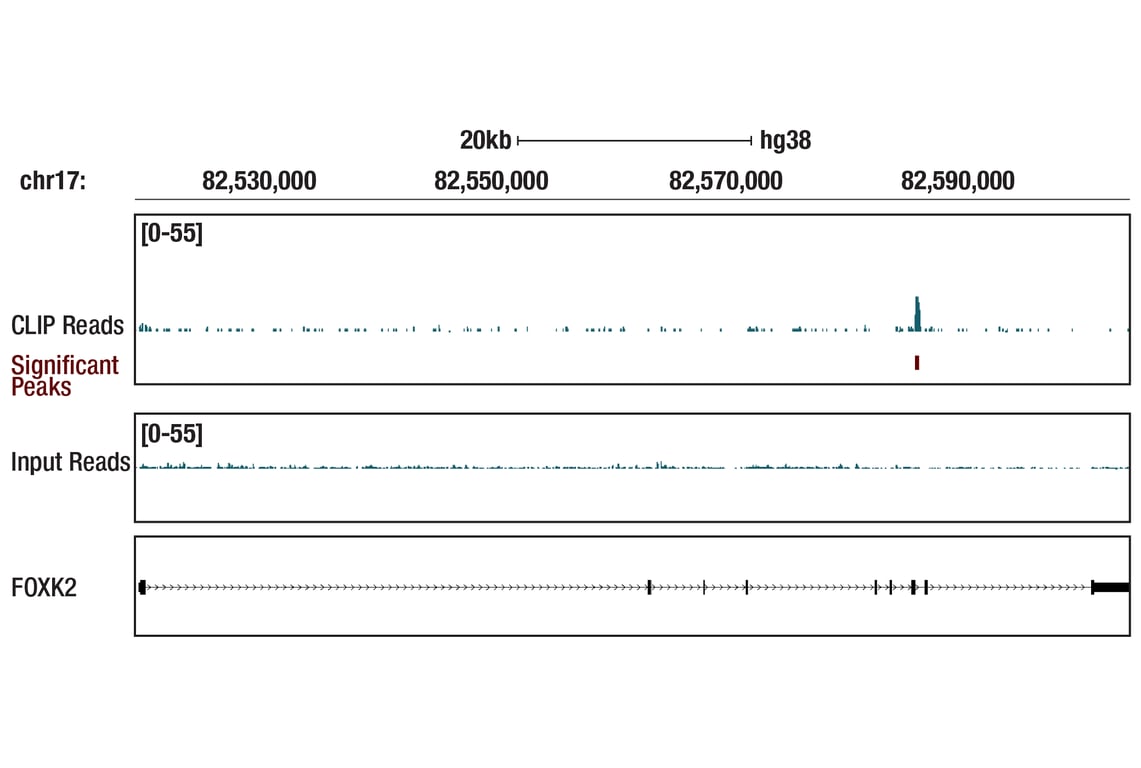 eCLIP Image 1: LARS (D2N4M) Rabbit mAb