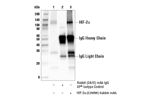 Immunoprecipitation Image 1: HIF-2 alpha (E2N9W) Rabbit Monoclonal Antibody