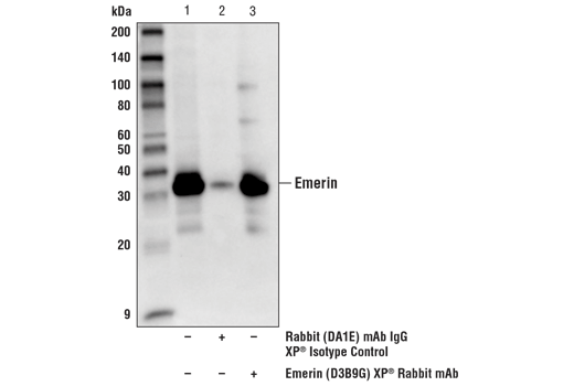 Immunoprecipitation Image 1: Emerin (D3B9G) Rabbit Monoclonal Antibody