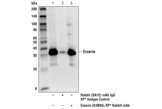 Immunoprecipitation Image 1: Emerin (D3B9G) XP<sup>®</sup> Rabbit mAb