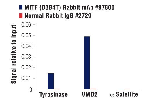 Chromatin Immunoprecipitation Image 3: MITF (D3B4T) Rabbit Monoclonal Antibody
