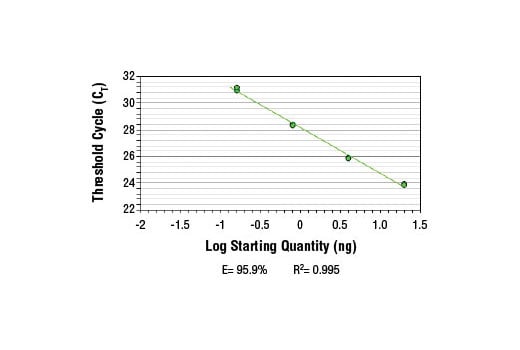 Chromatin Immunoprecipitation Image 2: SimpleChIP<sup>®</sup> Human NR1D1 Promoter Primers