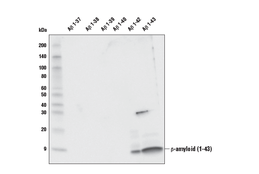 Western Blotting Image 2: beta-Amyloid (1-43) (E8C2D) Rabbit Monoclonal Antibody