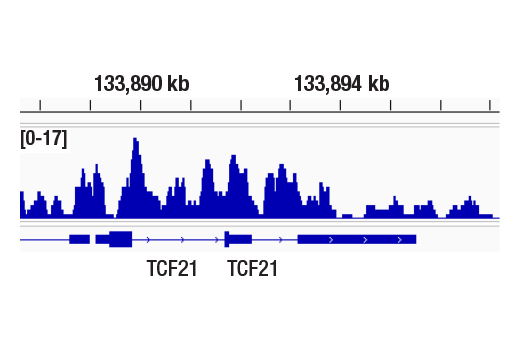 undefined Image 2: Non-Canonical BAF Complex Antibody Sampler Kit