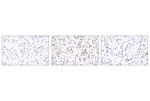 Immunohistochemistry Image 1: CD40 (E2Z7J) Rabbit Monoclonal Antibody