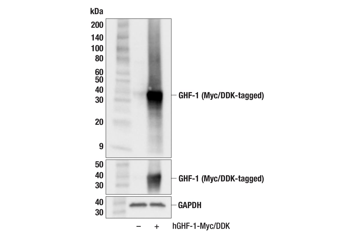Western Blotting Image 2: GHF-1 (F9C3D) Rabbit Monoclonal Antibody