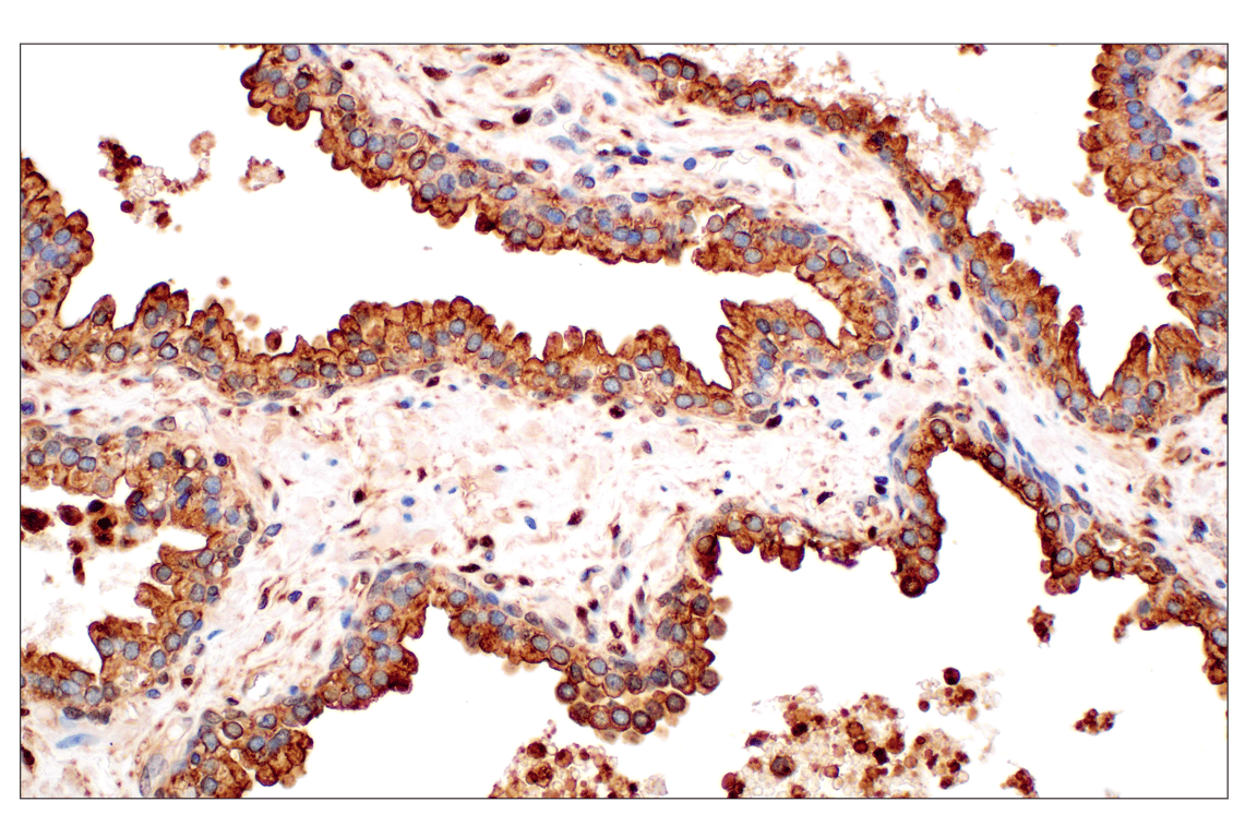 Immunohistochemistry Image 3: Annexin V (E3W8V) Rabbit Monoclonal Antibody (BSA and Azide Free)