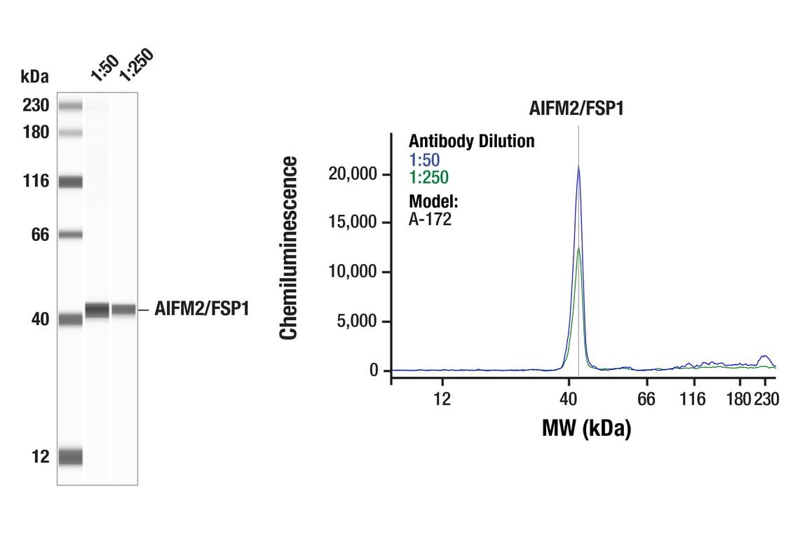 Western Blotting Image 1: AIFM2/FSP1 (F7A3L) Rabbit Monoclonal Antibody