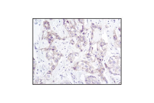 Immunohistochemistry Image 1: gamma-Catenin Antibody