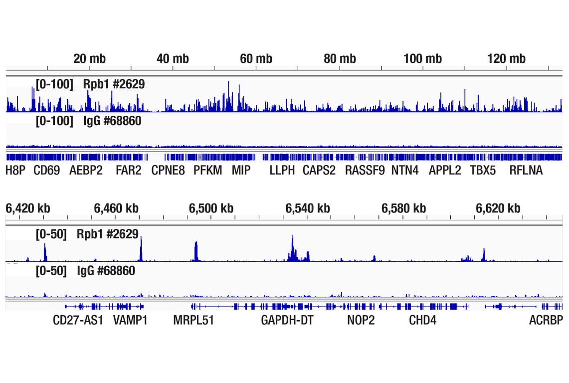 CUT & RUN Image 2: Normal Mouse IgG