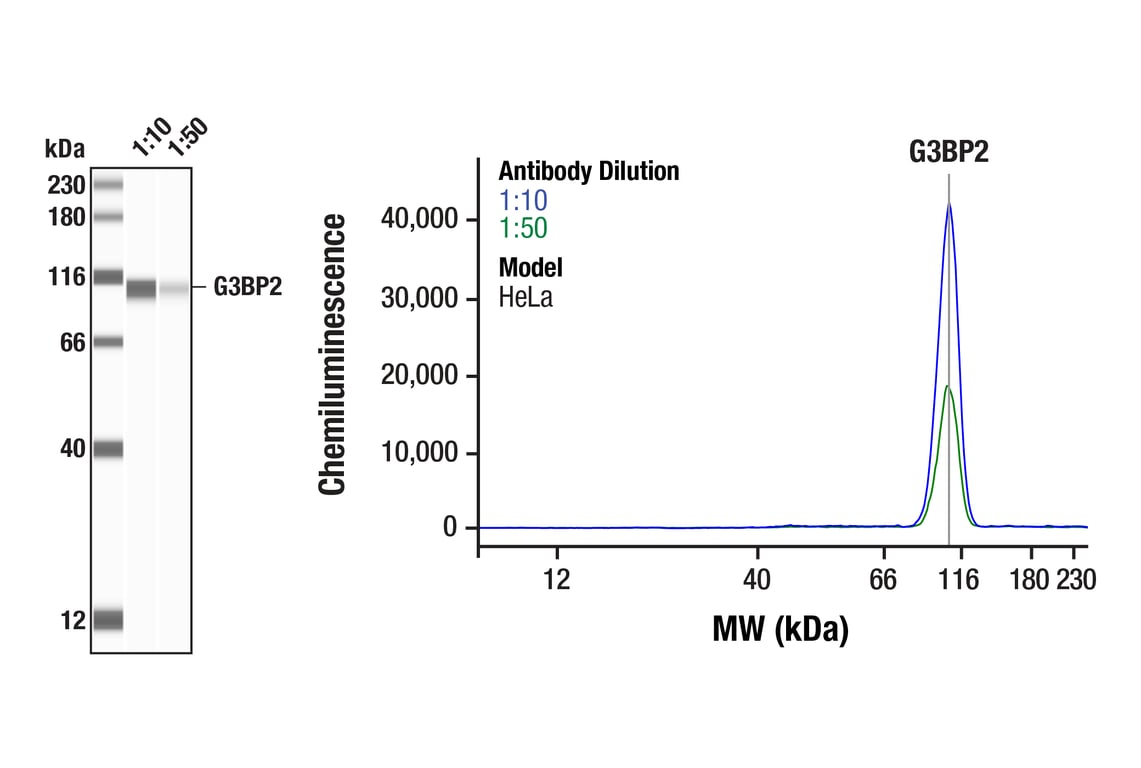 Western Blotting Image 1: G3BP2 (F3Y7Z) Mouse Monoclonal Antibody