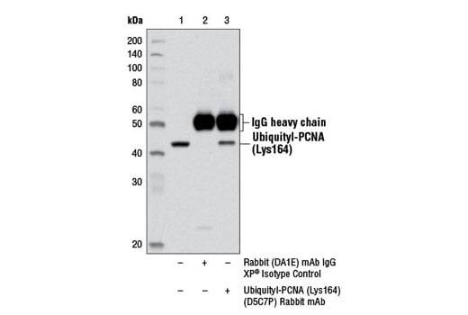 Immunoprecipitation Image 1: Ubiquityl-PCNA (Lys164) (D5C7P) Rabbit Monoclonal Antibody