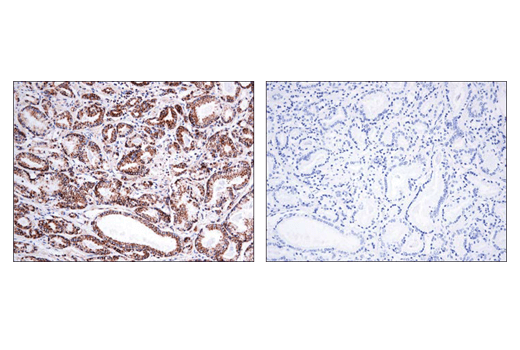 B子 integrin-beta1-antibody-4b7r-