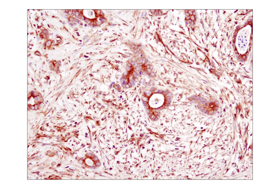 Immunohistochemistry Image 1: alpha-Tubulin (DM1A) Mouse Monoclonal Antibody (BSA and Azide Free)