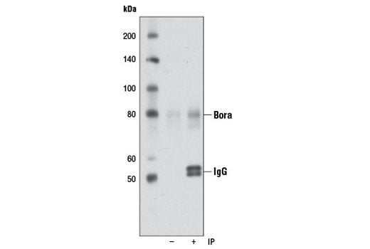 Immunoprecipitation Image 1: Bora (D2B9) Rabbit Monoclonal Antibody