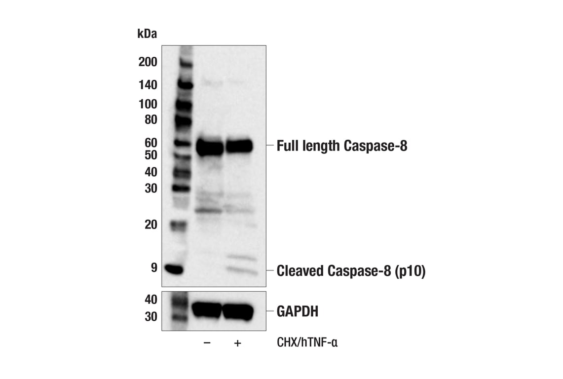 Western Blotting Image 2: Caspase-8 (F5K9P) Rabbit Monoclonal Antibody (BSA and Azide Free)