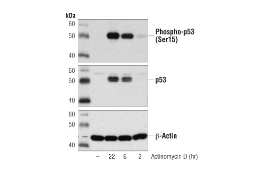 undefined Image 2: Actinomycin D