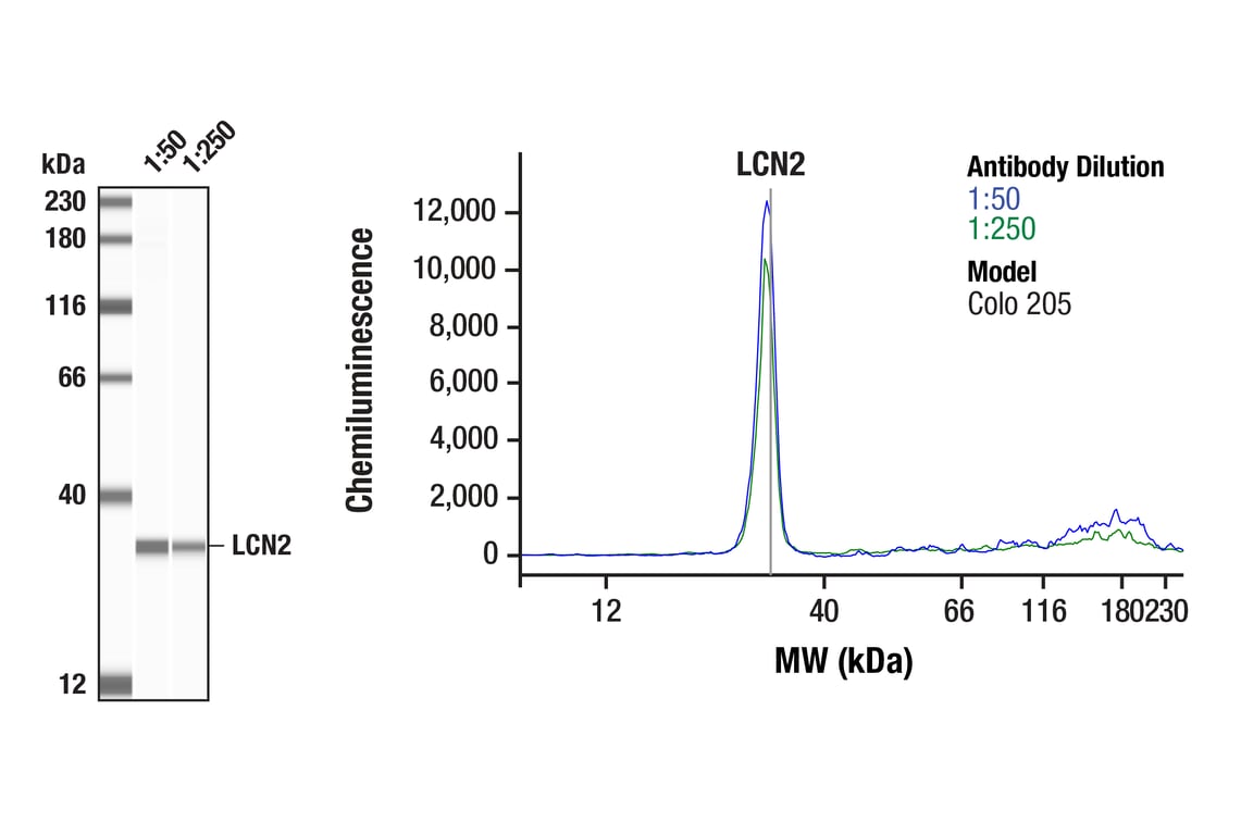 Western Blotting Image 1: LCN2 (D4M8L) Rabbit Monoclonal Antibody