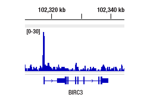 Chromatin Immunoprecipitation Image 1: RelB (D7D7W) Rabbit Monoclonal Antibody
