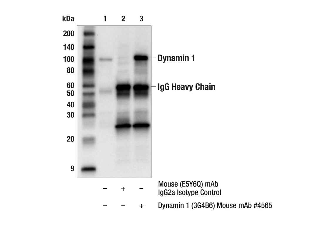 Immunoprecipitation Image 1: Dynamin 1 (3G4B6) Mouse Monoclonal Antibody