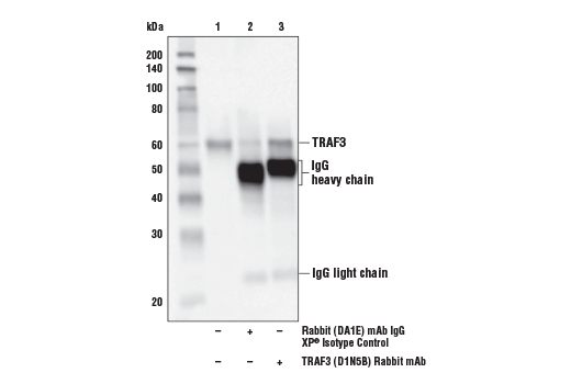 Immunoprecipitation Image 1: TRAF3 (D1N5B) Rabbit Monoclonal Antibody