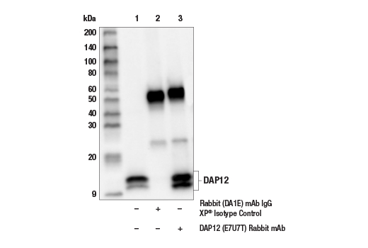 Immunoprecipitation Image 1: DAP12 (E7U7T) Rabbit Monoclonal Antibody