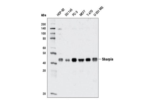 Western Blotting Image 2: Sharpin (D4P5B) Rabbit Monoclonal Antibody