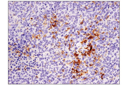 Immunohistochemistry Image 1: CD11c (D1V9Y) Rabbit Monoclonal Antibody (BSA and Azide Free)