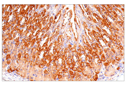 Immunohistochemistry Image 13: SDHB (E3H9Z) Rabbit Monoclonal Antibody