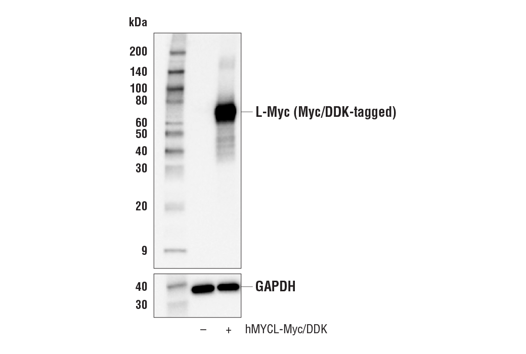 Western Blotting Image 2: L-Myc (E3M5P) Rabbit Monoclonal Antibody