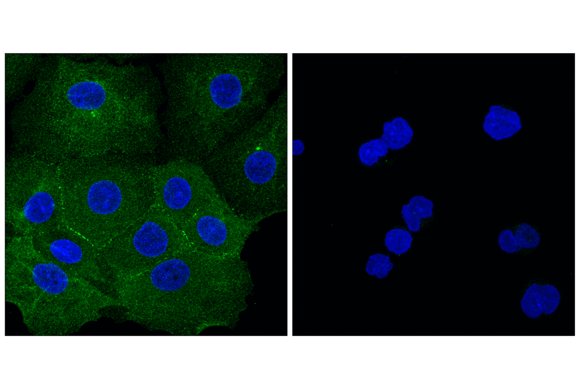 Immunofluorescence Image 1: TUFT1 (E5W5I) Rabbit Monoclonal Antibody