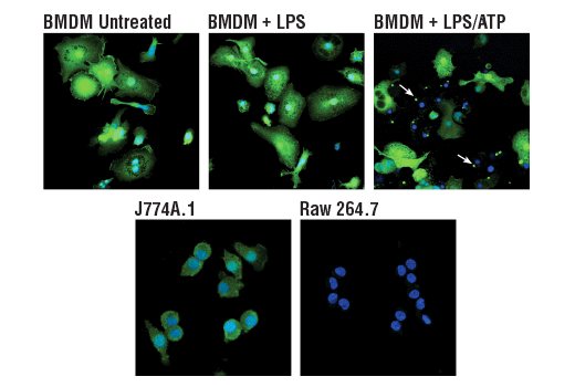 undefined Image 31: Mouse Reactive Inflammasome Antibody Sampler Kit
