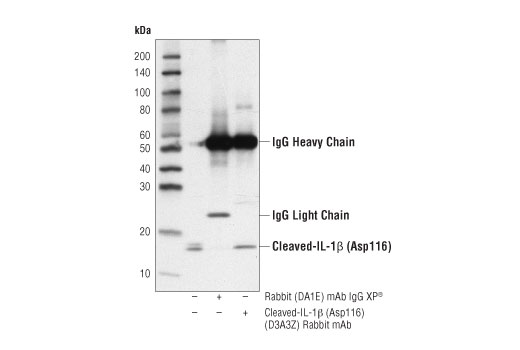 undefined Image 19: Innate Immunity Activation Antibody Sampler Kit