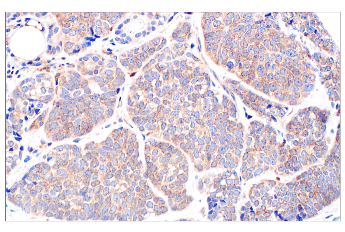 Immunohistochemistry Image 2: Catalase (D4P7B) Rabbit Monoclonal Antibody